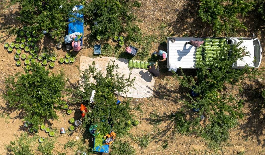 Sadece bu kentte yetişiyor: Kilosu 100 TL'den kapışılıyor! Hasat, bu yıl erken başladı 22